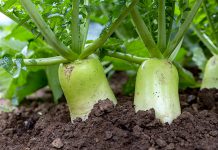 영양소 풍부한 11월 제철 농산물 2가지