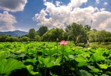 경기도, 문화유산도 보고 꽃도 보는 경기옛길 속 ‘꽃길 12구간’ 선정