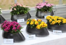 “봄에 꽃 피는 국화 어떤가요”…도 농기원, 자체 개발한 국화 신품종 본격 보급