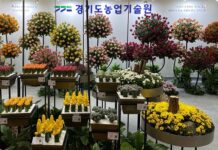 경기도 농기원, 고양국제꽃박람회 신품종 콘테스트 국무총리상 수상 등 3관왕 달성
