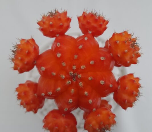 경기도 농기원, 접목 선인장 신품종 개발…수출 촉진 기대