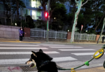 서울 반려견 순찰대, 길 잃은 지적장애인 발견해 무사히 가족 품으로