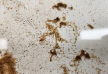 경기도해양수산자원연구소, 갯벌 정화생물 갯지렁이 방류