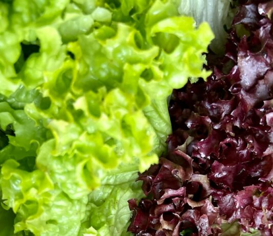 여름철 대비 농수산물 선제적 관리…곰팡이독소·잔류농약 검사 purple and green vegetable plant