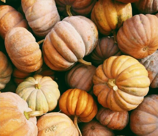 가을철 건강 관리 photo of orange and green squash lot