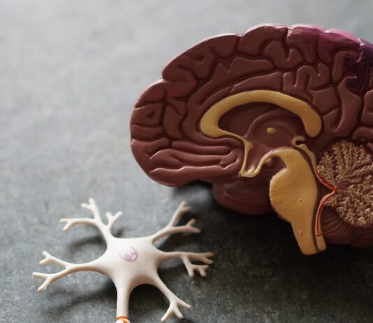 뇌 건강과 치매 예방: 일상에서 실천할 수 있는 방법 human brain toy