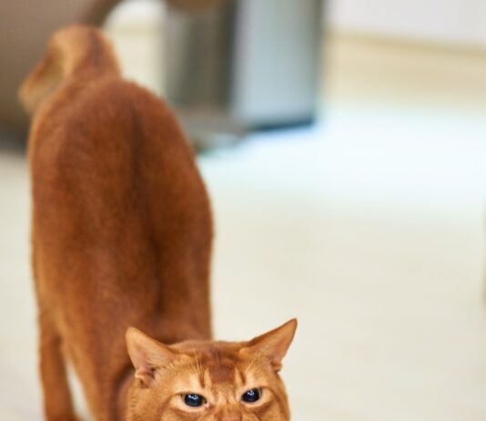행복한 모닝을 위한 아침 스트레칭 orange cat stretching on white surface