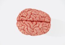 뇌건강 지키는 일상 습관, 작은 변화가 큰 차이를 만든다 a close up of a human brain on a white background