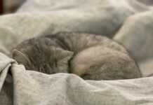 만성피로, 바쁜 한국인의 ‘일상 재설계’로 극복하자 gray and white cat on white textile