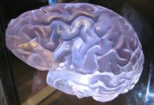 “뇌건강, 일상 속 작은 실천이 미래를 지킨다” a close up of a plastic brain model