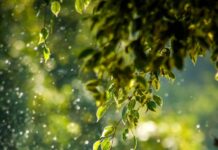 일상 깊숙이 퍼지는 웰니스 문화, 건강을 챙기는 새로운 습관들 selective focus photo of green vine