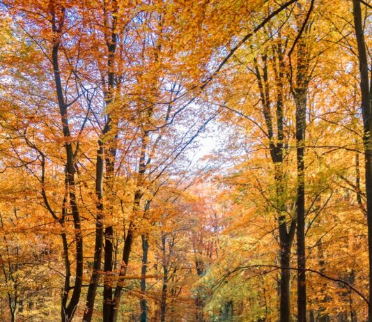 ‘마음도 건강이 필요하다’… 일상에서 실천하는 정신건강 관리법 woman walking on road with trees on side