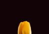 웰니스 문화가 바꾸는 일상, 건강을 향한 작은 변화의 힘 A single yellow tulip against a dark background