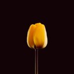 웰니스 문화가 바꾸는 일상, 건강을 향한 작은 변화의 힘 A single yellow tulip against a dark background