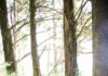 “디지털 디톡스부터 ‘걷기 명상’까지… 스트레스 관리, 단순한 생활 습관이 해답” people walking on dirt road between trees during daytime